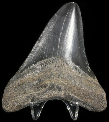 Fossil Megalodon Tooth - Georgia #65719